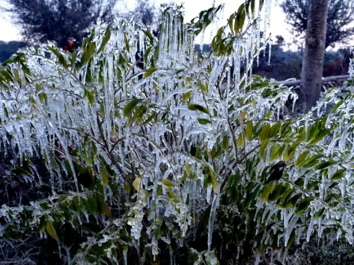 राजस्थान में नए सिस्टम के असर खेतों में जमी बर्फ, इन इलाकों में शीतलहर का अलर्ट जारी!