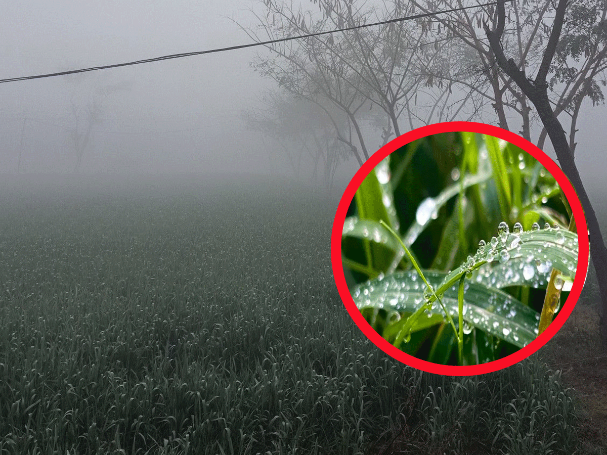 Rajasthan Weather Update: राजस्थान में ठंड ने छुड़ाई लोगों की धूजणी! सीकर-नागौर में ओस बन गई बर्फ, जानें अपने जिले का हाल