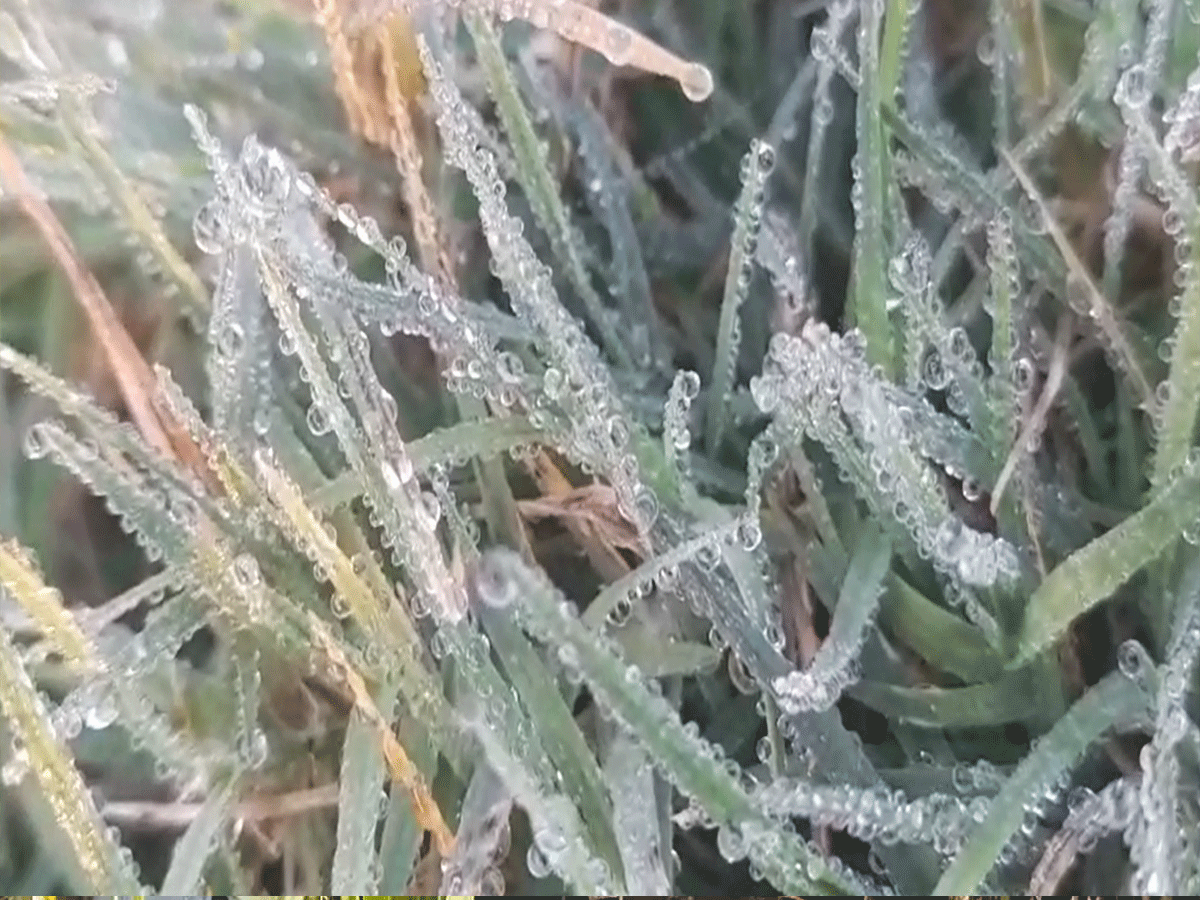 Sikar Weather Update: कड़ाके की ठंड से कांपा फतेहपुर! घास पर जमी ओस, लोग अलाव के सहारे