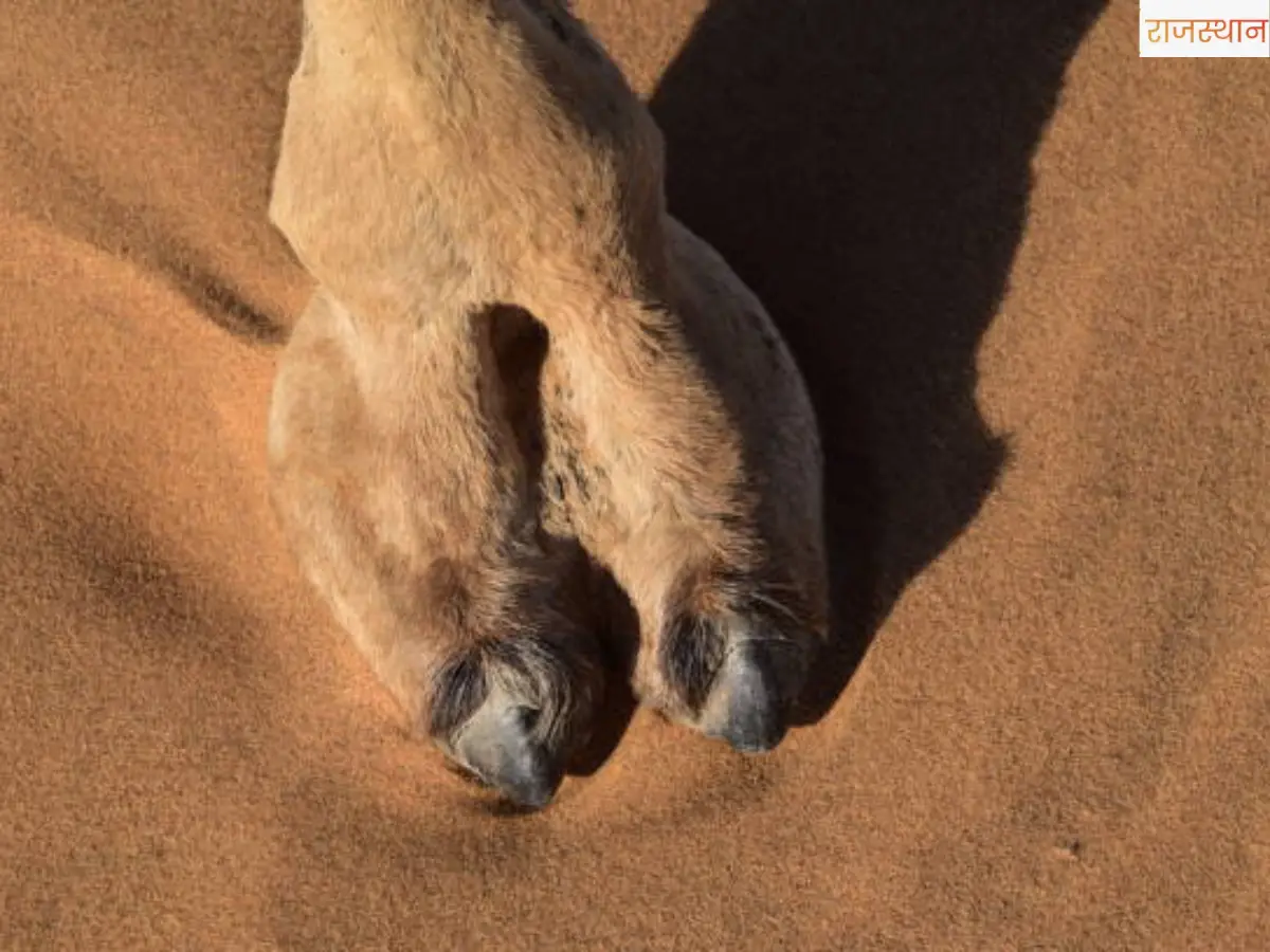Rajasthan: Camel Ship of Desert