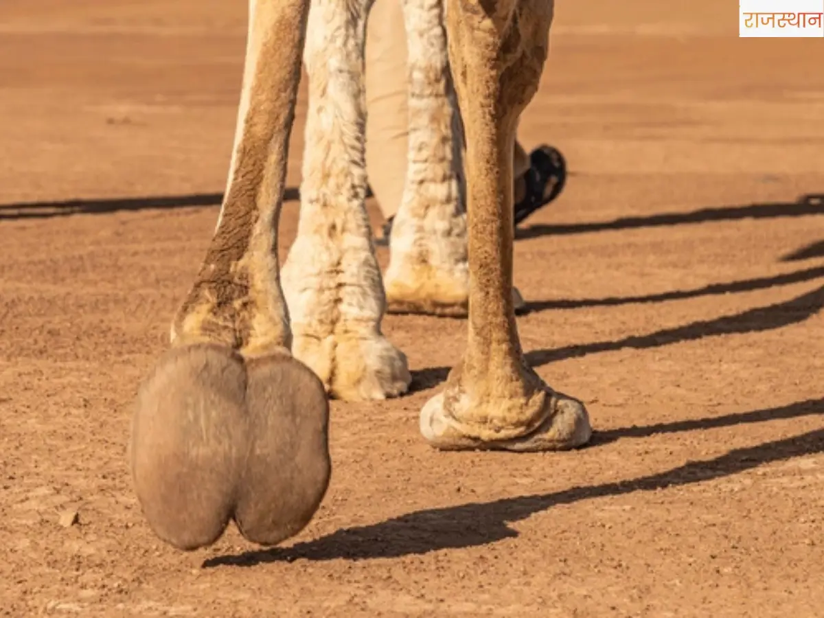 Rajasthan: Camel Ship of Desert
