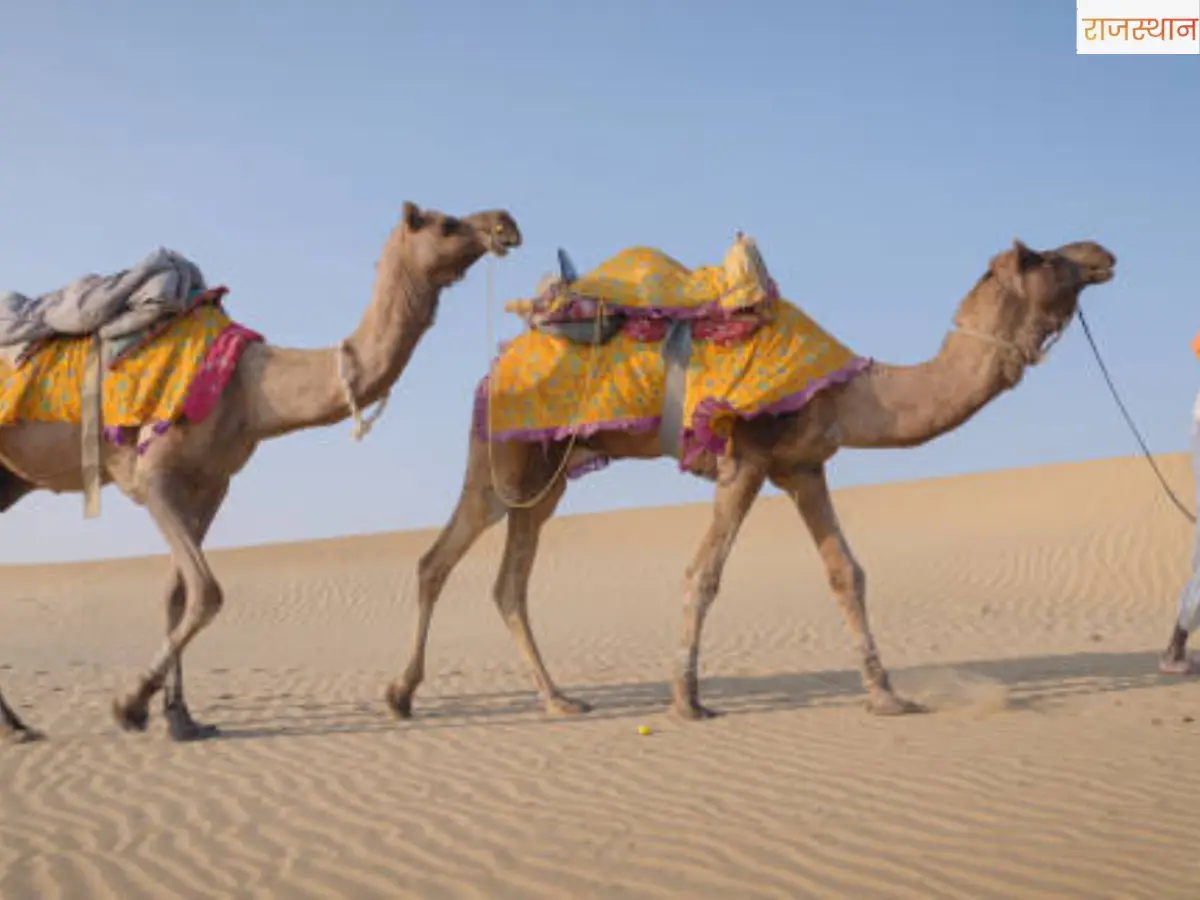Rajasthan: Camel Ship of Desert