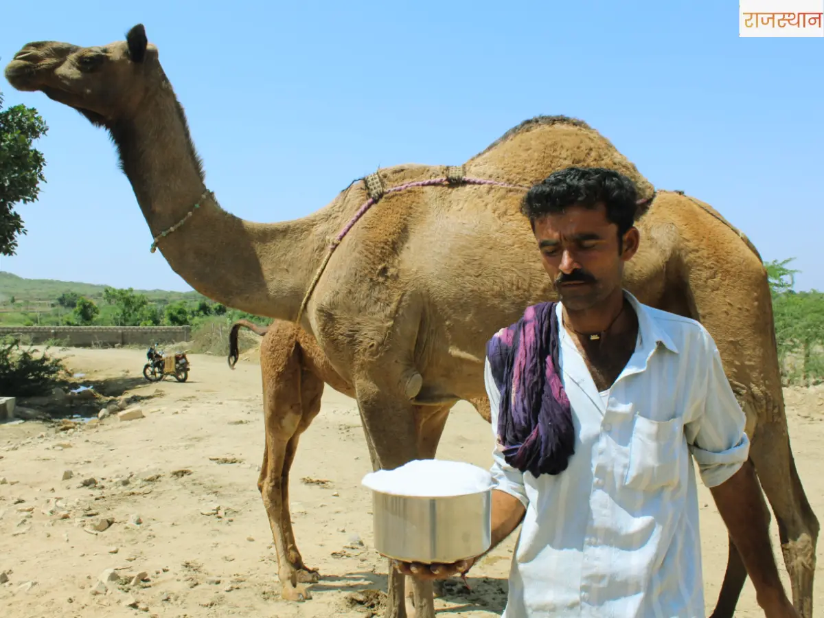 Superfood:Camel Milk vs Cow Milk