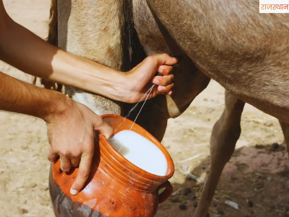 Superfood:Camel Milk vs Cow Milk