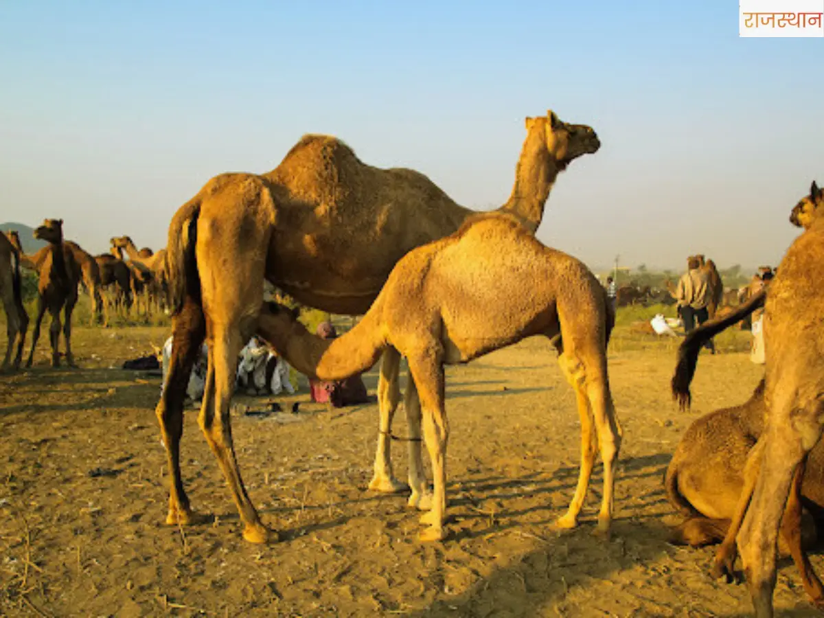 Superfood:Camel Milk vs Cow Milk