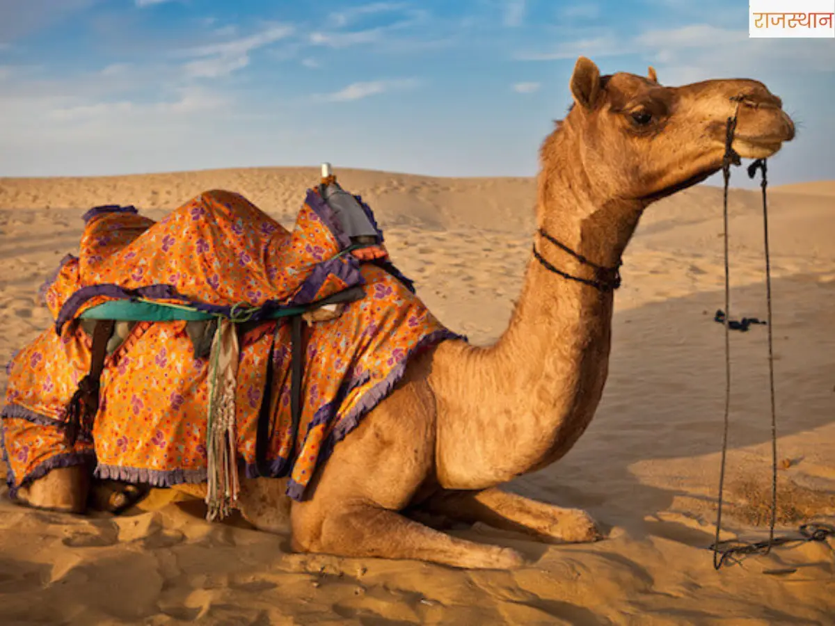 राजस्थानी लोग ऊंट के गोबर का क्या करते हैं? जानकर हैरान रह जाएंगे!