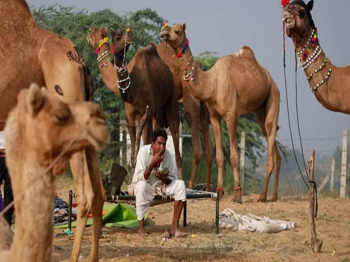 ऊंट पालन से बदल जाएगी किस्मत, जानिए कैसे आप भी बन सकते हैं करोड़पति!