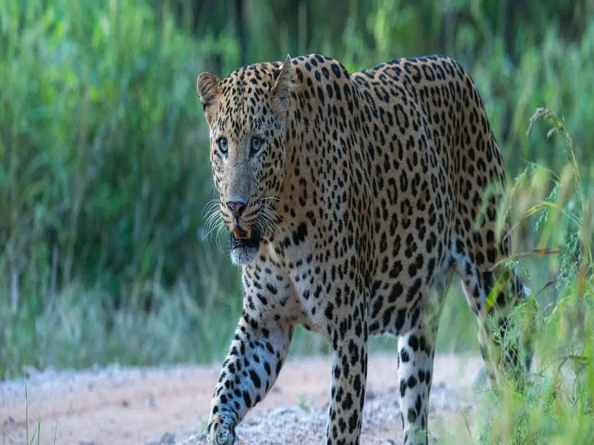 झालाना के तेंदुओं पर GSM कॉलर, राणा और फ्लोरा जैसे तेंदुओं पर भी नजर