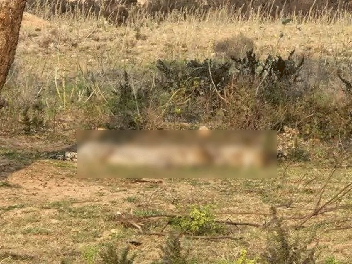 सड़क पार कर रहा था चीता… तेज रफ्तार कार की टक्कर से मौके पर मौत, कूनो में मचा हड़कंप