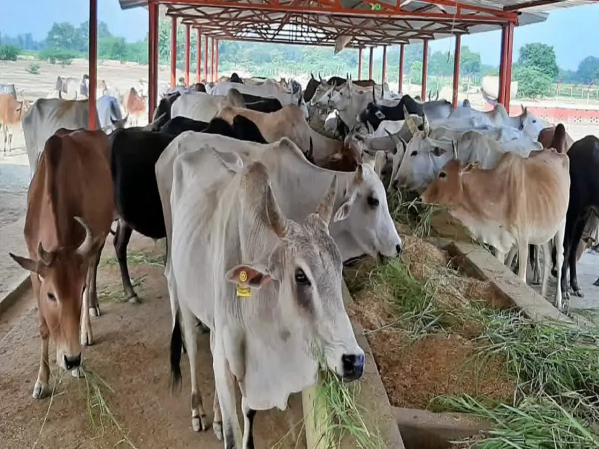 राजस्थान में इन देसी नस्लों की गायें देती हैं सबसे ज्यादा दूध, जानिए कौन है नंबर-1