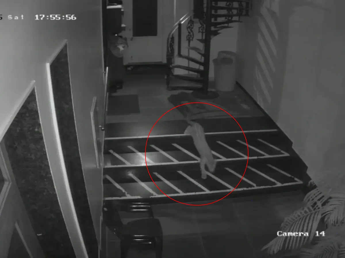 जयपुर की गलियों में फिर दिखा पैंथर, शहर में दहशत, CCTV में कैद हरकतें जयपुर की गलियों में फिर दिखा पैंथर, शहर में दहशत, CCTV में कैद हरकतें