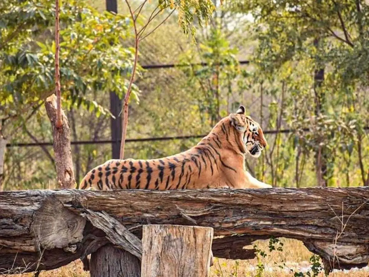 नाहरगढ़ के टाइगर गुलाब से लेकर भक्ति और चमेली तक, जानें कौन करता है इलाके पर राज
