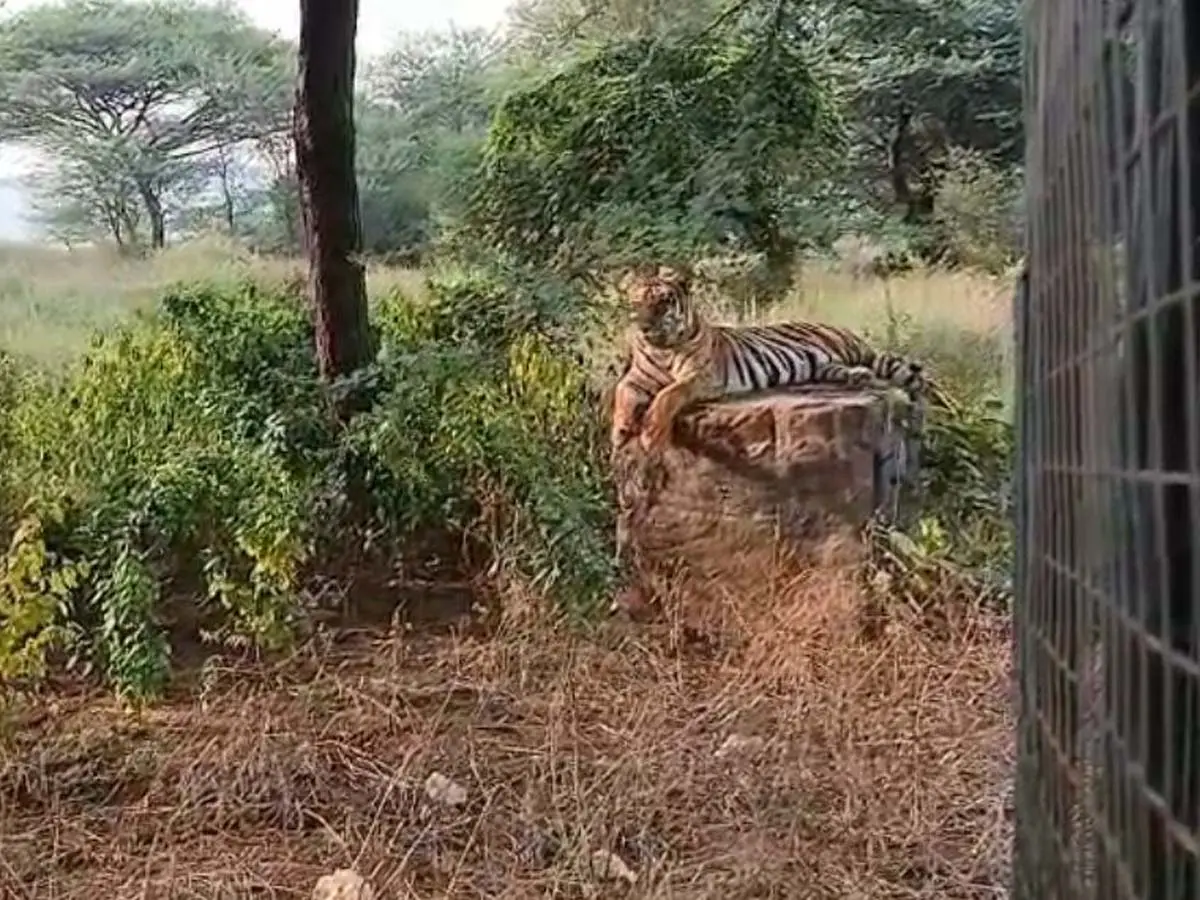 Male Tiger Gulab at Nahargarh Biological Park
