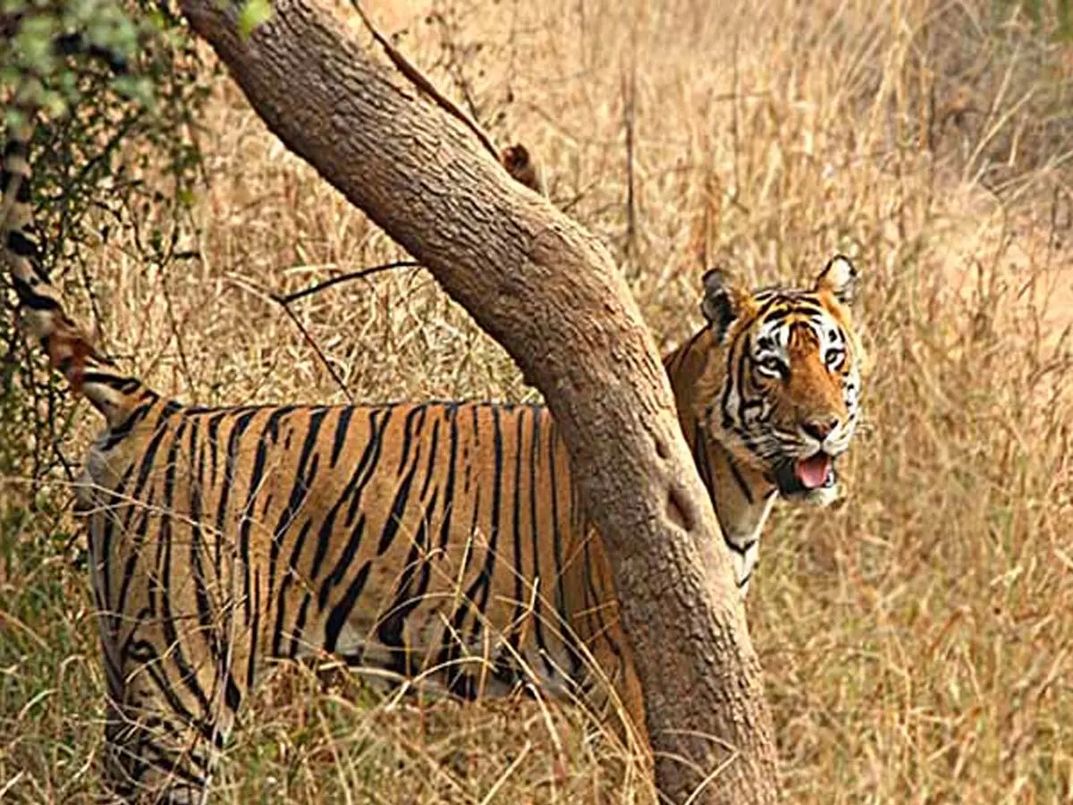 tiger safari in Nahargarh Jaipur