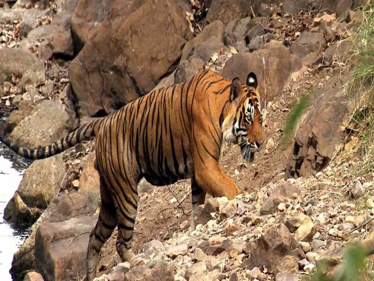 Two female tigresses at Nahargarh Biological Park