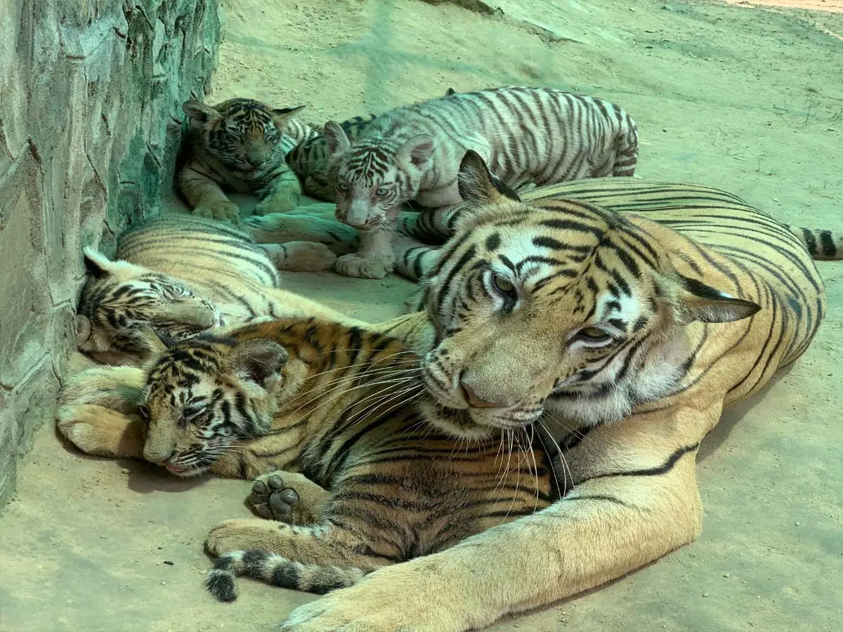 Nahargarh Biological Park Zoo