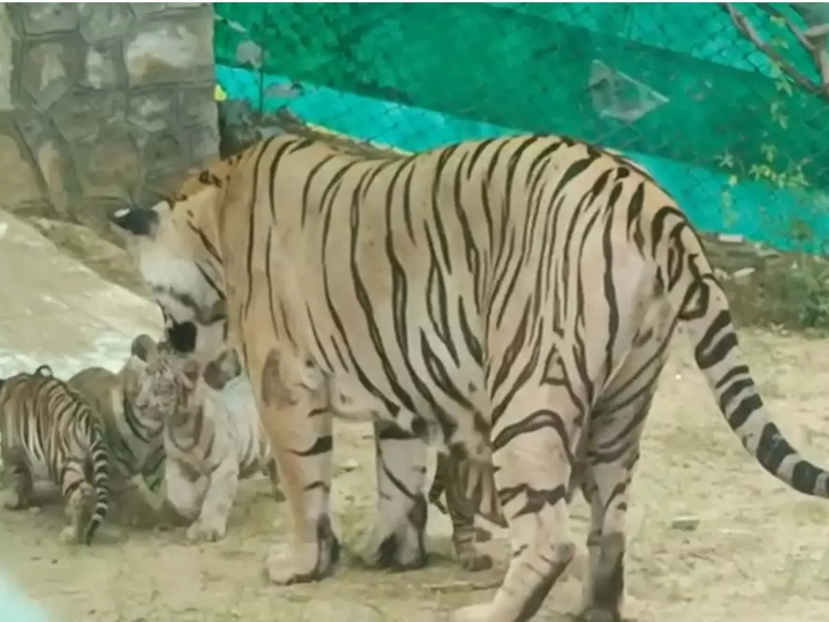 Nahargarh Biological Park Zoo tigress rani with cubs