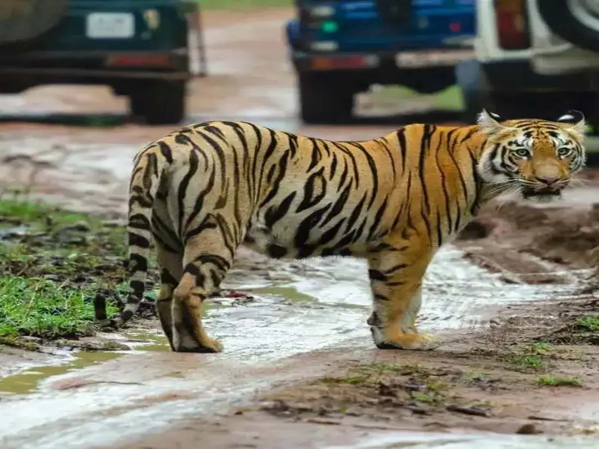 Nahargarh's second Tigress  bhakti