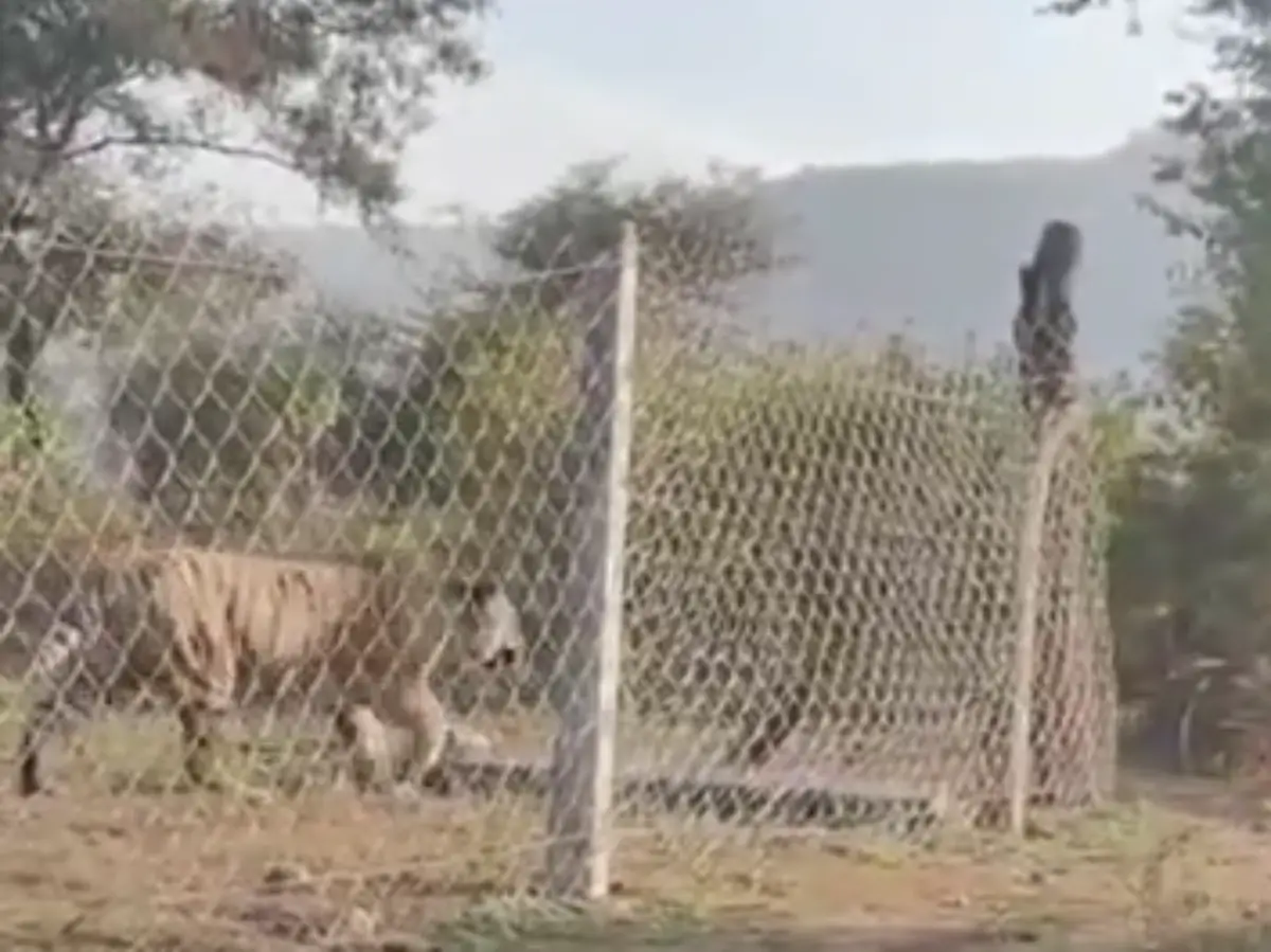 Alwar: सरिस्का में सफारी के सामने फेंसिंग से कूदी बाघिन, सैलानियों की हलक में आ गयी जान