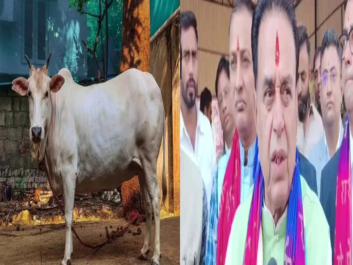 गलता तीर्थ में 4500 स्क्वायर फीट में विकसित आधुनिक गौशाला, सड़कों से हटेंगे निराश्रित गोवंश