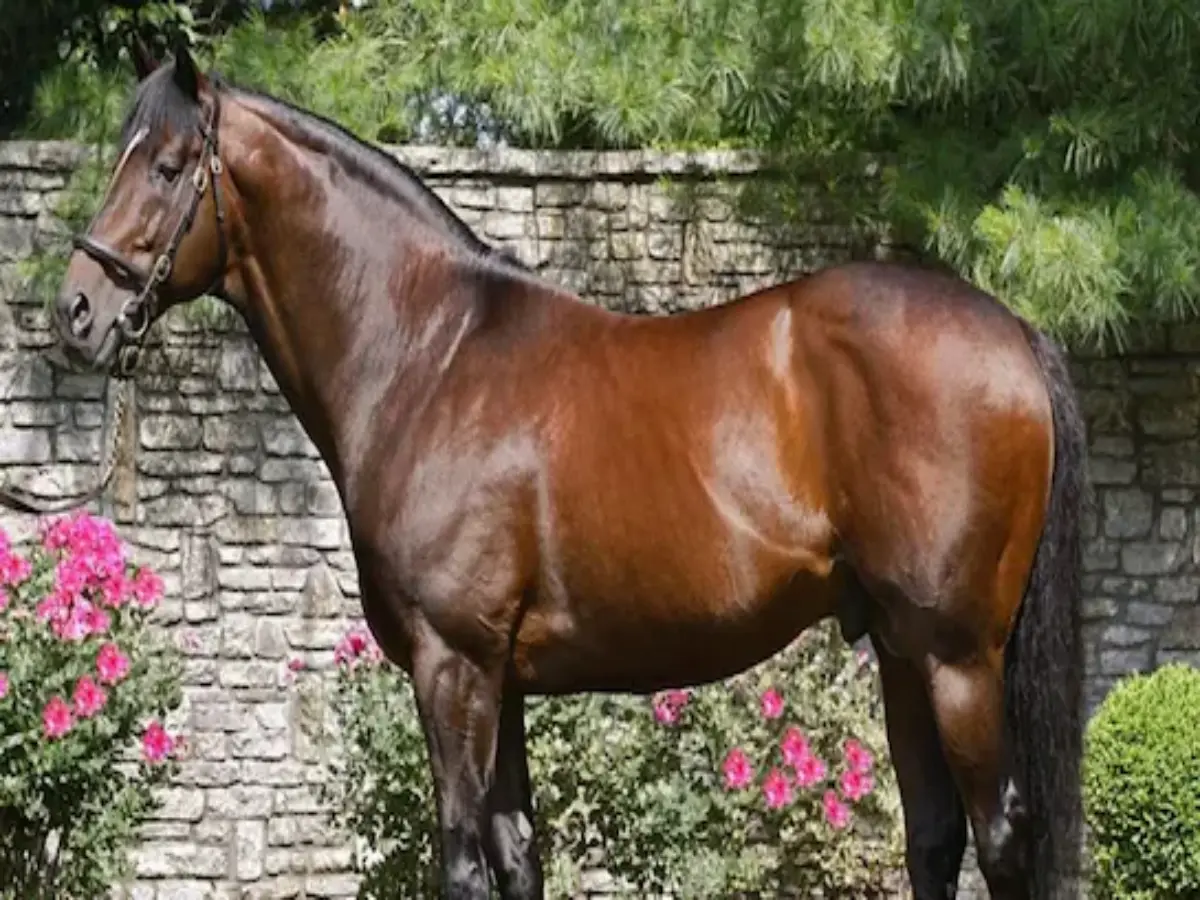 क्या आप जानते हैं राजस्थान के उस मंदिर का नाम, जहां चढ़ते हैं घोड़े?