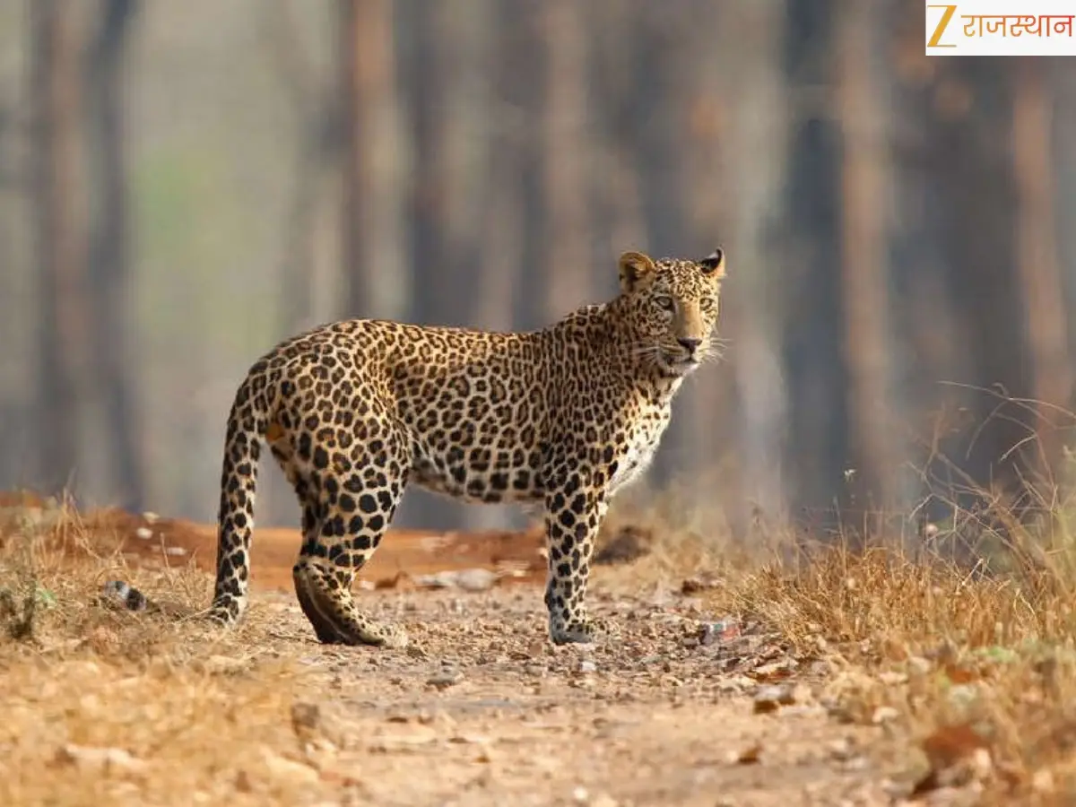 MNIT में घुसा तेंदुआ 3 दिन बाद पकड़ा गया, जयपुर में दहशत फिर बढ़ी