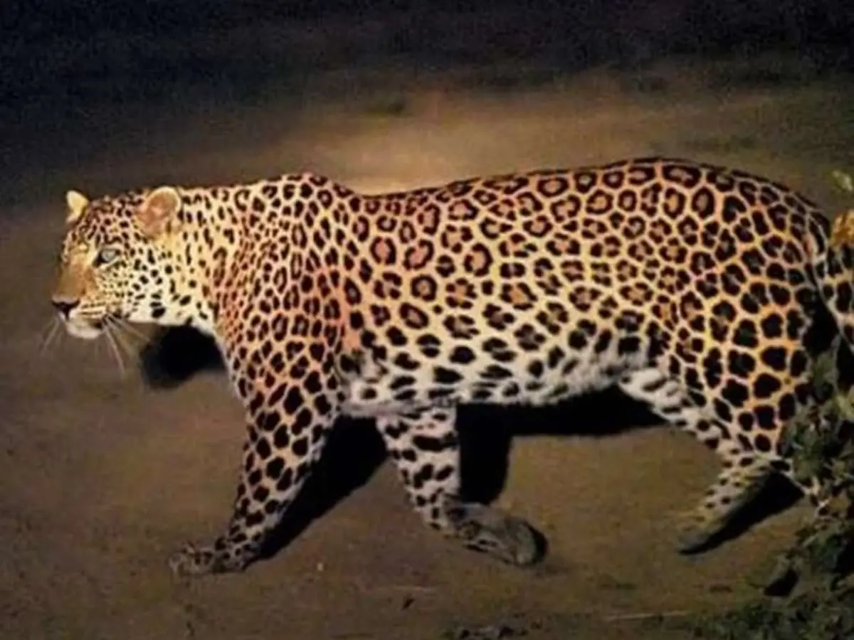 अगर में घर में आ जाएं तेंदुआ... ऐसे बचा सकते हैं आपनी जान!