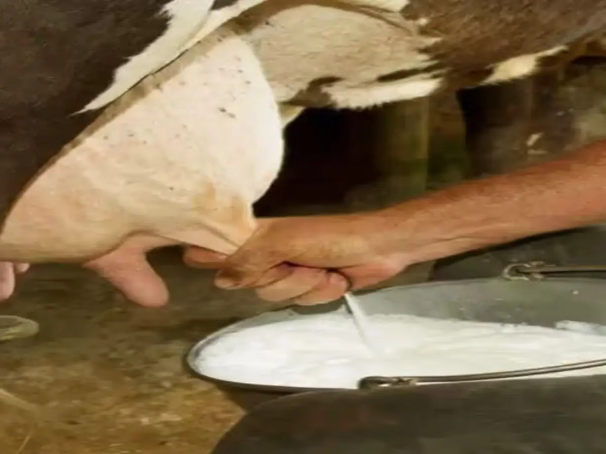 राजस्थान के पशुपालक गाय-भैेसों को खिलाएं ये खास चीजें, बाल्टियां भर-भर देंगी दूध!