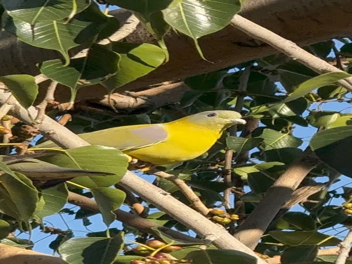 अजमेर में दिखा हार-पीला कबूतर, मादा को रिझाने के लिए पेड़ पर ही शुरू कर देता है डांस