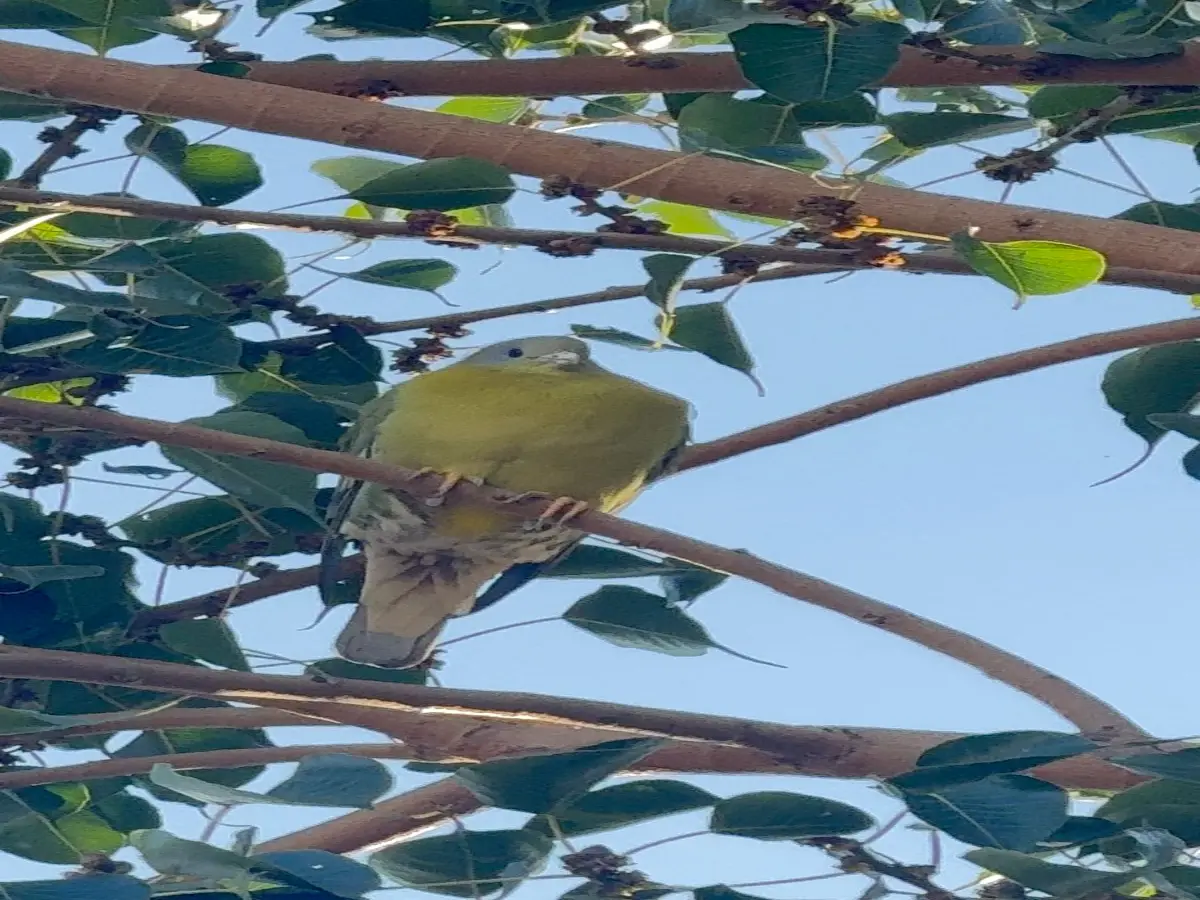 Ajmer mae dekha hara pila Kabootar