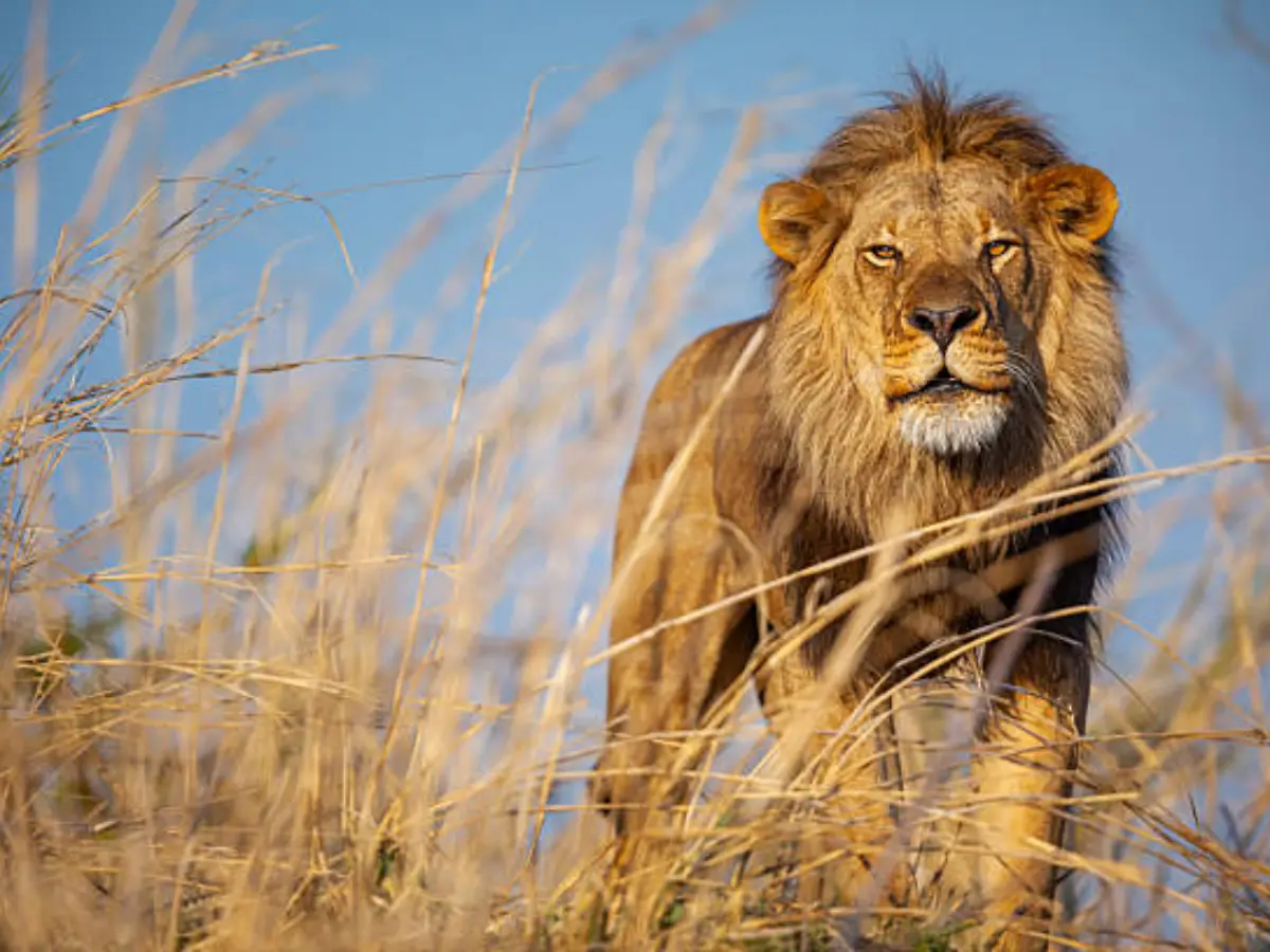 Rajasthan Government Project: उदयपुर के सज्जनगढ़ जंगल को नए साल पर मिलने वाला है बड़ा तोहफा, न्यू ईयर से शुरू होने वाला है Lion Safari