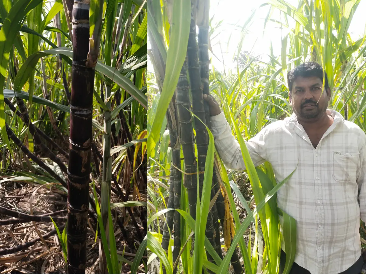 Pratapgarh News: 500 रुपये के एक पौधे ने बदल डाली किस्मत, फिलीपींस के सॉफ्ट गन्ने ने अंतिम जैन को बनाया मालामाल