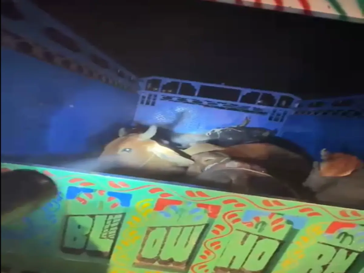 Bharatpur: पुलिस ने 10 किलोमीटर तक पीछा कर पकड़ी गायों से भरी पिकअप, 7 तस्कर गिरफ्तार