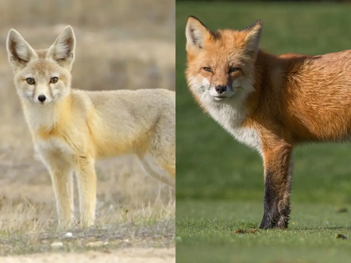 क्या आप जानते हैं रेगिस्तानी लोमड़ी और आम लोमड़ी में अंतर, सच्चाई जान आप भी पकड़ लेंगे अपना सिर!