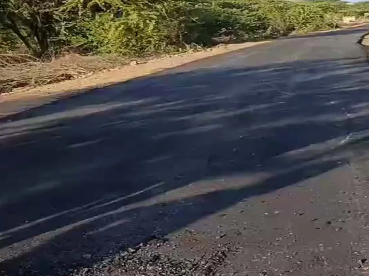 सीकर में 95 लाख की लागत से रातोंरात बनी सड़क, सुबह कुत्तों ने खुरचा तो उखड़ गई