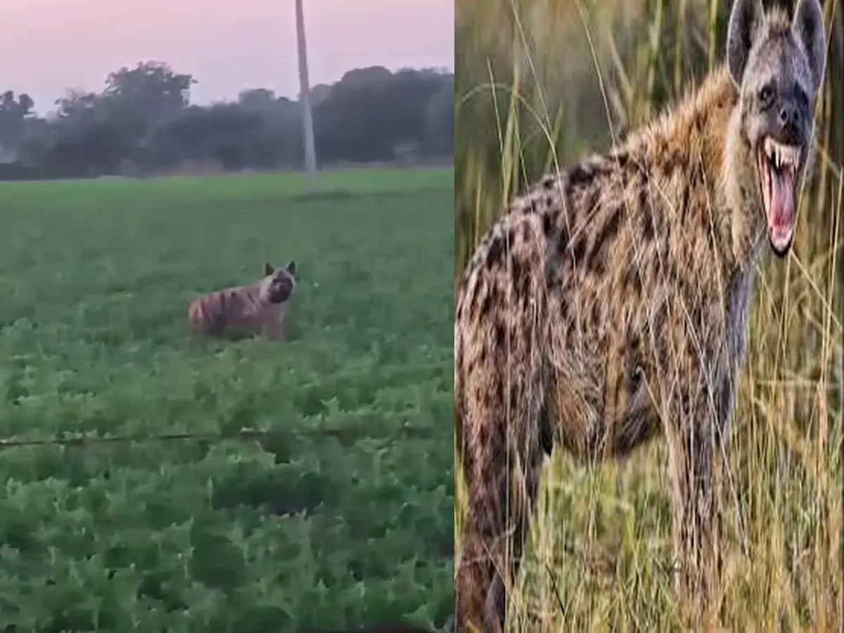 प्रतापगढ़ के इन इलाकों में घूम रहा कब्रिस्तान साफ करने वाला जानवर