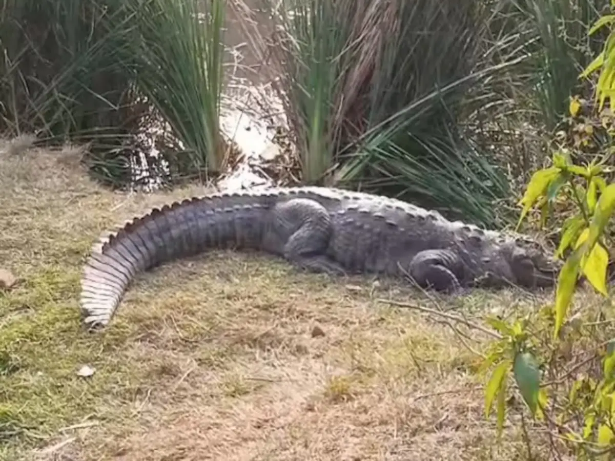 मगरमच्छों से इंच भर दूर युवक ले रहे सेल्फी! सिलीसेढ़ झील के पास का खतरनाक वीडियो वायरल
