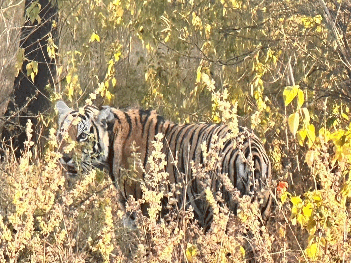 बाघिन ‘ऐरोहेड’ की बेटी 'कनकटी' ने मचाई सनसनी! 2 दिन बाद पकड़ी गई, जानें कैसे किया गया ट्रेंकुलाइज