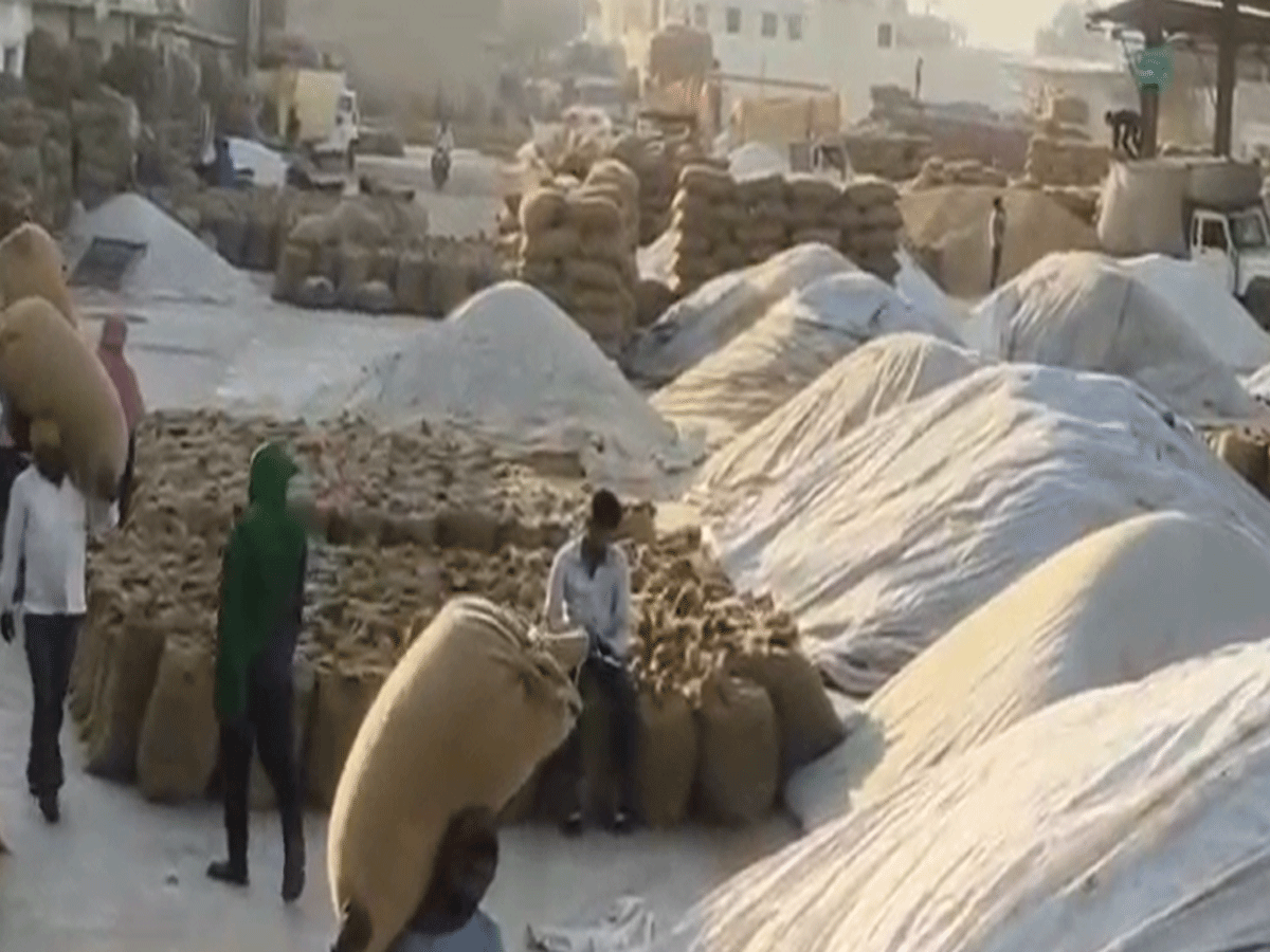 बीकानेर अनाज मंडी में मूंगफली की बंपर आवक, गुजरात के व्यापारियों ने बढ़ा दिए भाव, जानें रेट्स