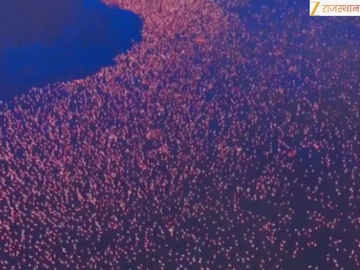 Photo-सर्दियों में सांभर झील बनी 'गुलाबी समंदर', लाखों फ्लेमिंगो के आगमन से गुलजार हुई झील