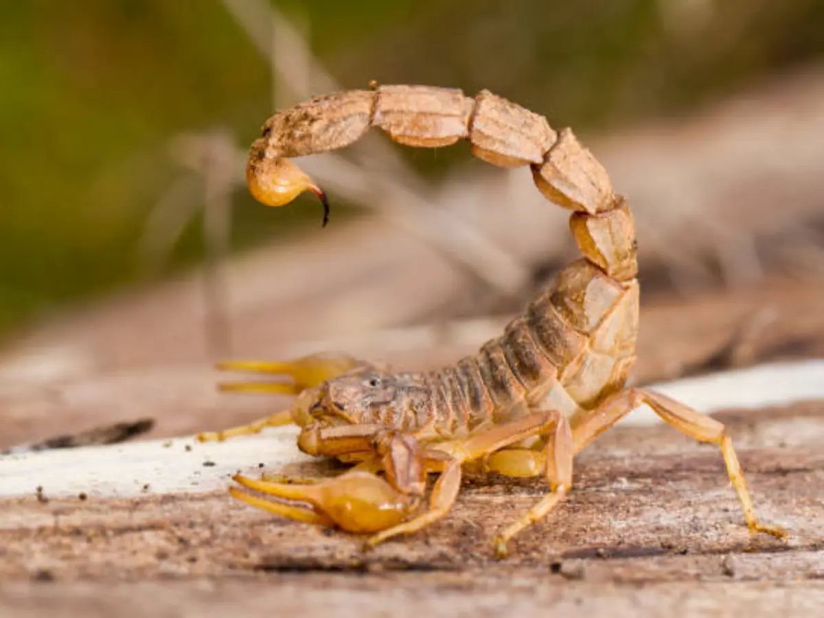 Do you Know: राजस्थान में बिच्छू को क्या कहते हैं... क्या असली नाम जानते हैं आप?