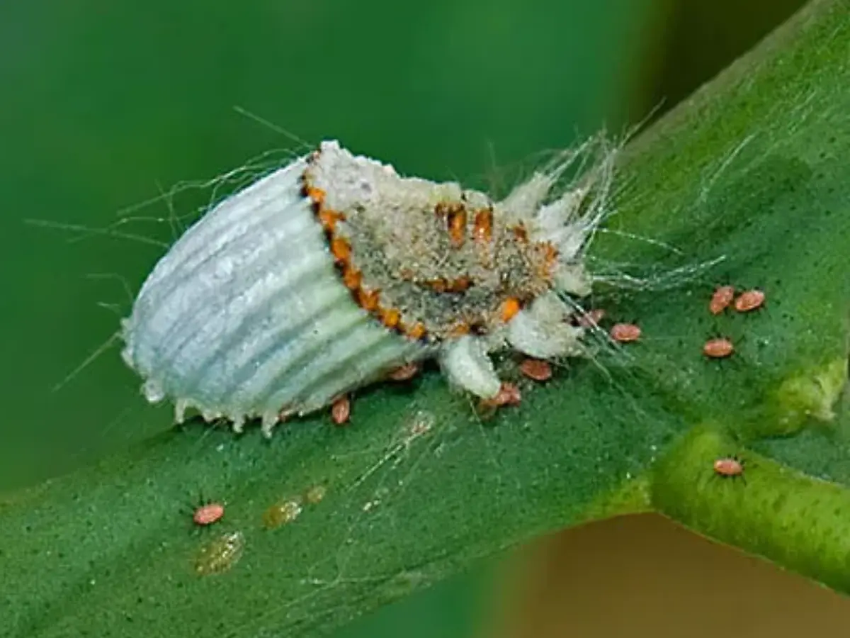 Do You Know: कीड़े की मदद से ख़ूबसूरती निखार देते हैं जयपुर के लोग, कीमती बना देते हैं कांच