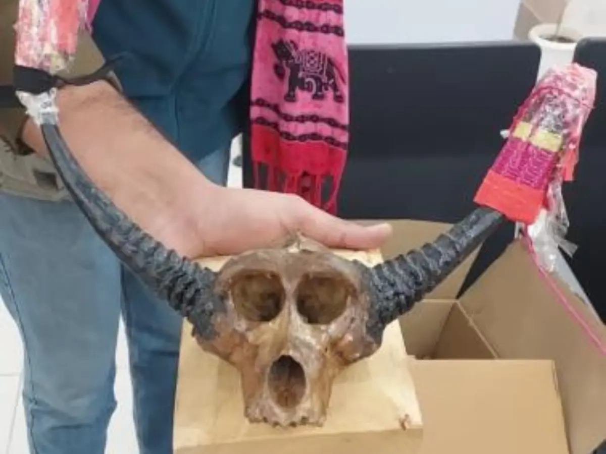 Bikaner News: बीकानेर एयरपोर्ट पर बड़ा खुलासा, फ्रांस के पति-पत्नी से बरामद हिरण के सींग-हड्डियां!