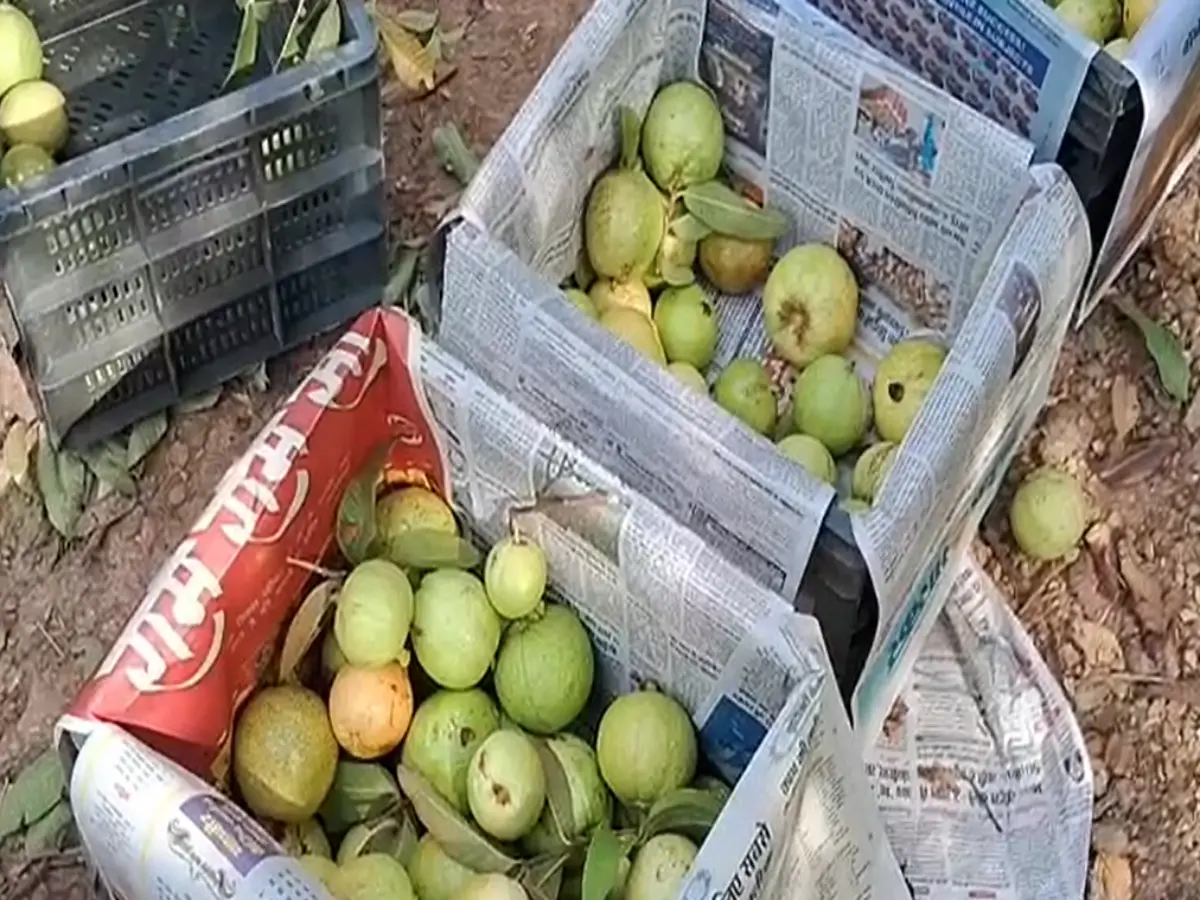 राजस्थान में अमरूदों ने किया किसानों का मुंह मीठा, भारी मांग से हो रहा मोटा मुनाफा!