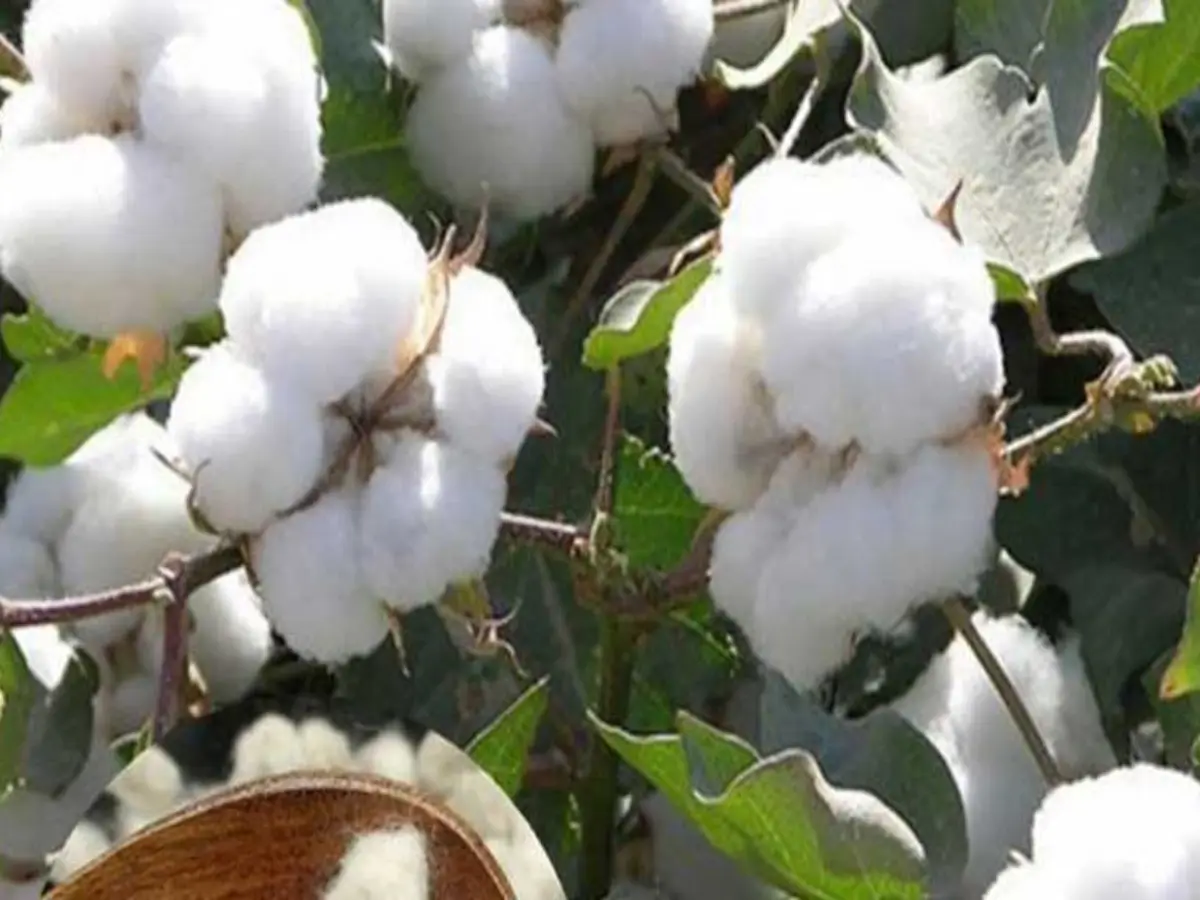 राजस्थान के 'सफेद सोना' से कमा सकते हैं एक बार में लाखों!