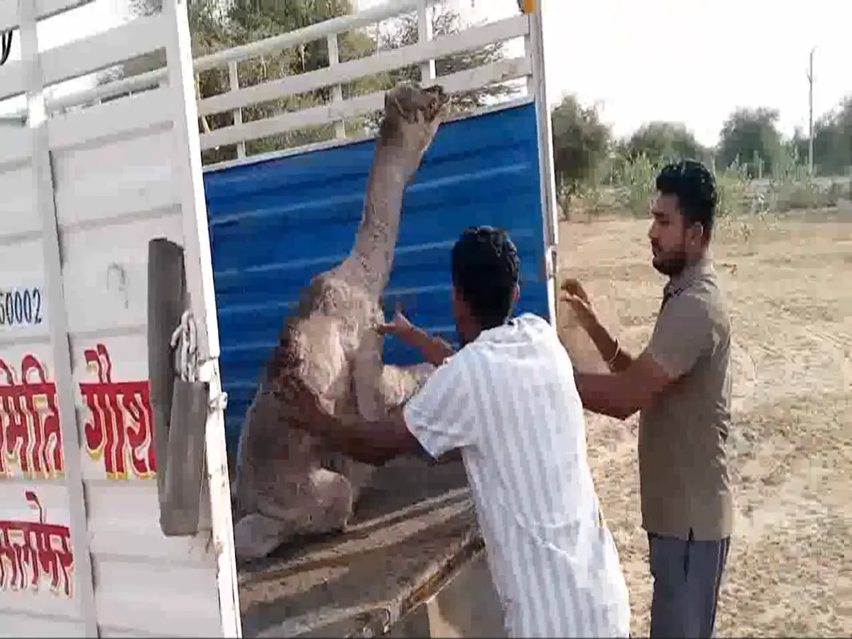 मां तुम कहां चली गई… पैदा होते ही जोर-जोर से रोने लगा ऊंटनी का बच्चा!