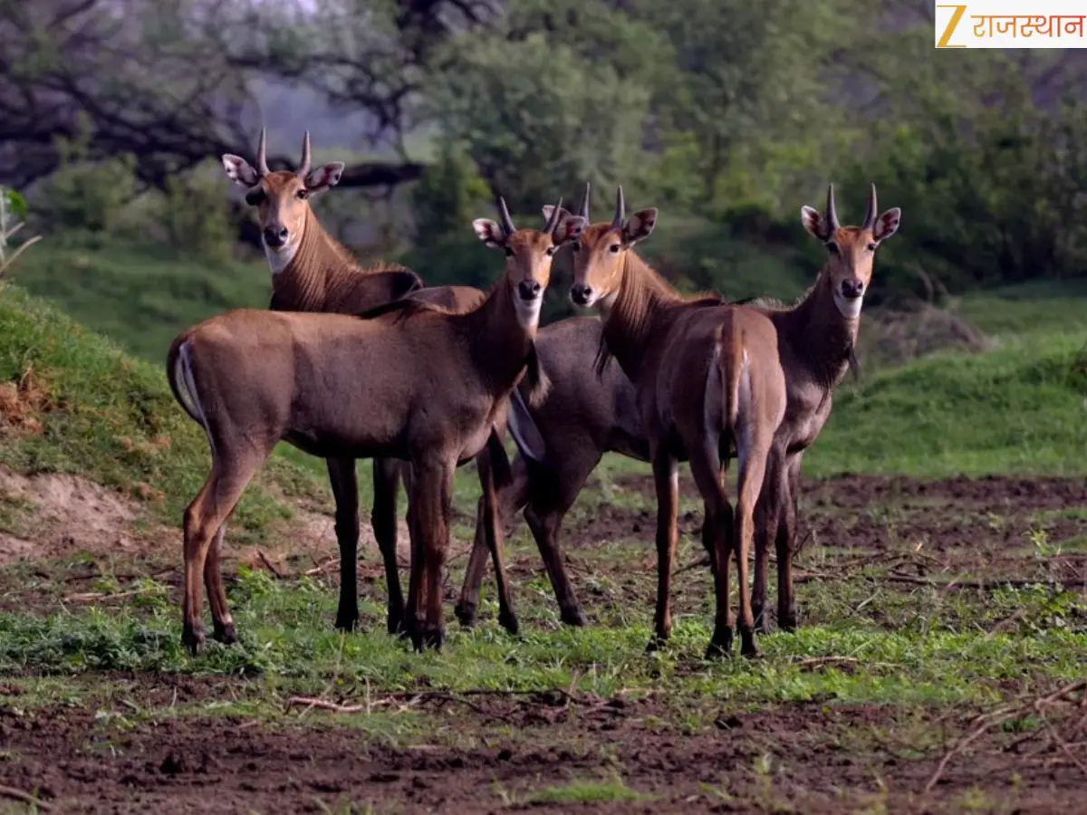 Keoladeo Ghana National Park: Bharatpur Bird Sanctuary