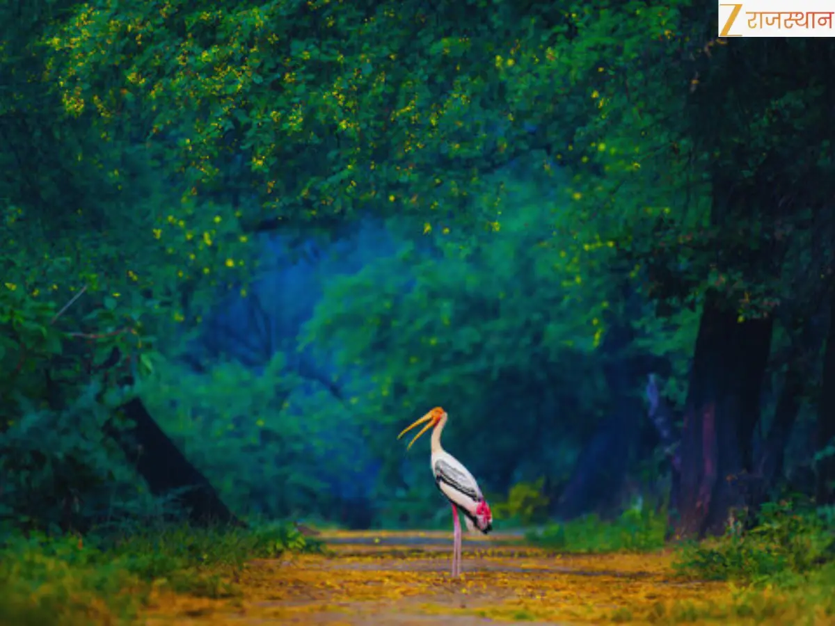 Keoladeo Ghana National Park: Bharatpur Bird Sanctuary