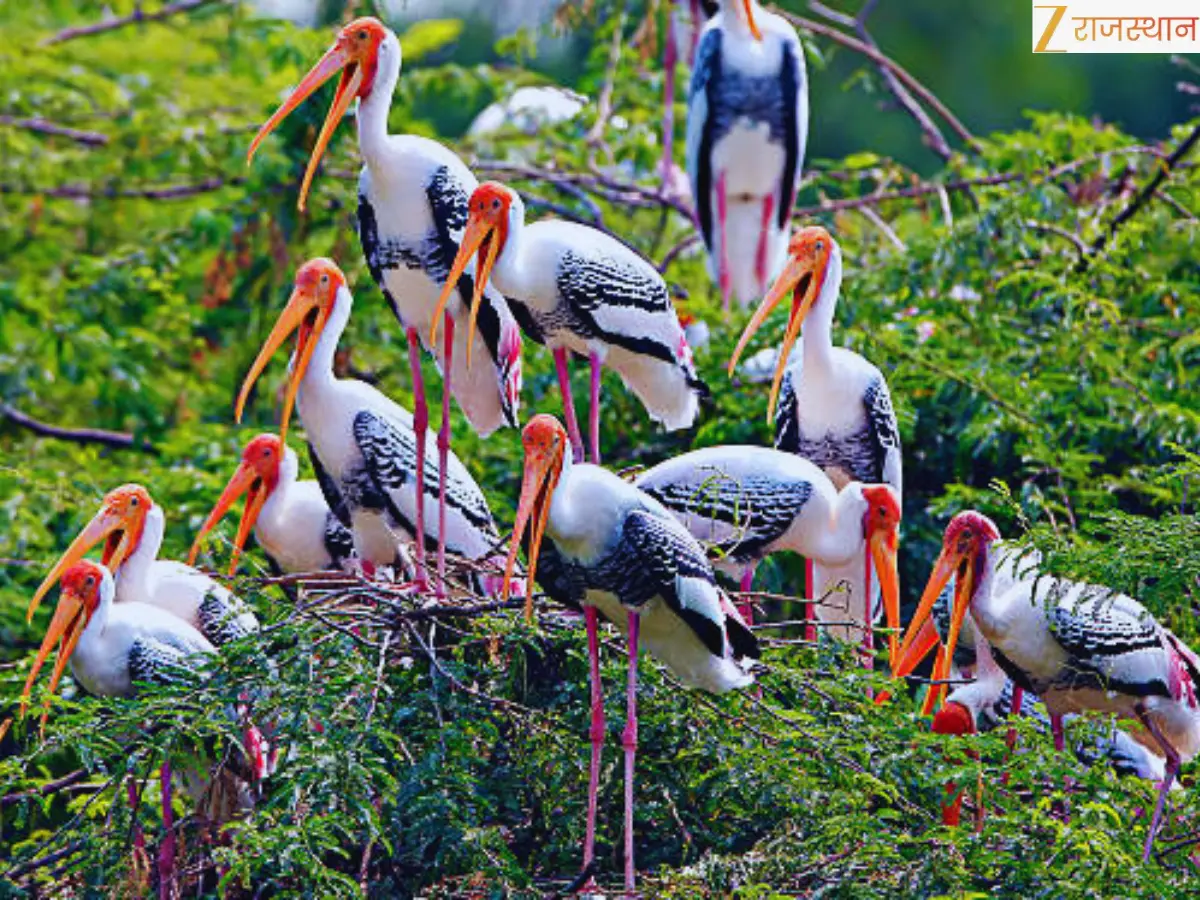 Keoladeo Ghana National Park: Bharatpur Bird Sanctuary