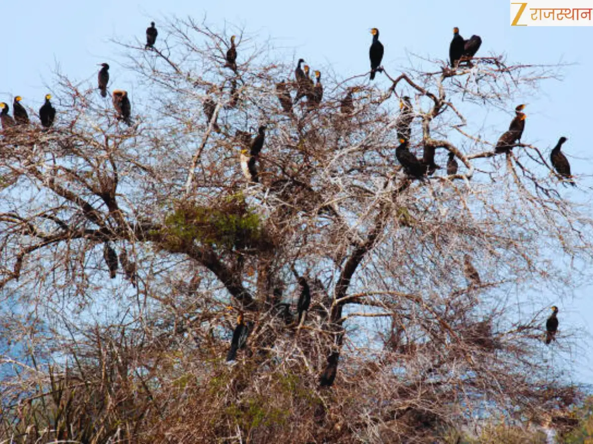 Keoladeo Ghana National Park: Bharatpur Bird Sanctuary